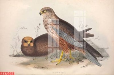 File gốc Tranh sơn dầu phương tây tổng hợp STS75093 (PNG) chất lượng cao