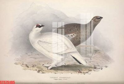 File tranh Tranh sơn dầu phương tây tổng hợp STS75105 (ảnh gốc) in trần nhà