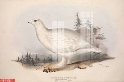 File tranh in tráng gương Tranh sơn dầu phương tây tổng hợp STS75108 (siêu nét)