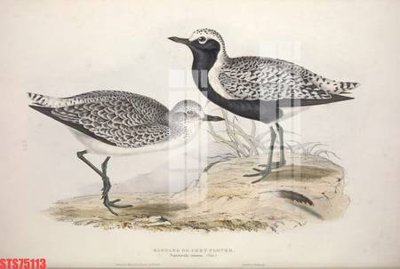 File tranh Tranh sơn dầu phương tây tổng hợp STS75113 (ảnh gốc) in trần xuyên sáng