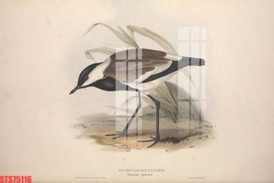 Download file Tranh sơn dầu phương tây tổng hợp STS75116 (gốc) in mica cao cấp