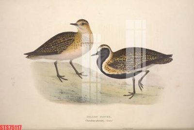 Tải về file gốc Tranh sơn dầu phương tây tổng hợp STS75117 (chuẩn in ấn)