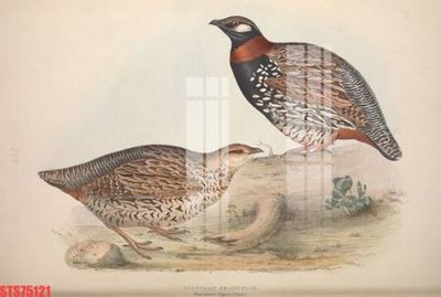 File tranh Tranh sơn dầu phương tây tổng hợp STS75121 (gốc) chủ đề động vật