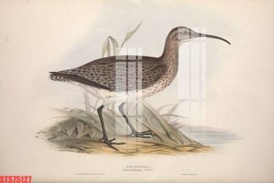 File in trần Tranh sơn dầu phương tây tổng hợp STS75127 (bản gốc) 5D