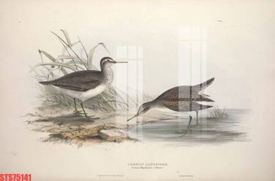 File gốc Tranh sơn dầu phương tây tổng hợp STS75141 (trang trí) phòng trẻ em