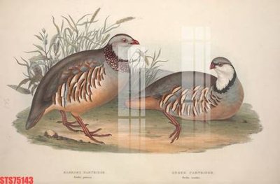 File tranh Tranh sơn dầu phương tây tổng hợp STS75143 (bản gốc) in canvas