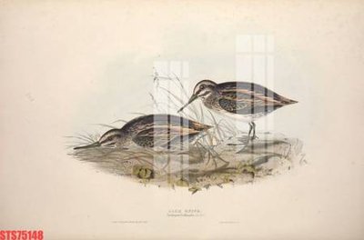 File in ấn Tranh sơn dầu phương tây tổng hợp STS75148 (bản gốc) sắc nét