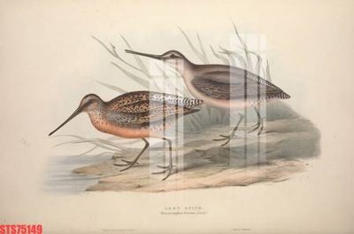 File tranh Tranh sơn dầu phương tây tổng hợp STS75149 (ảnh gốc) sắc nét hoàn hảo