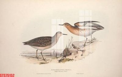 Tệp tin gốc Tranh sơn dầu phương tây tổng hợp STS75152 (dùng cho in) Tranh sơn dầu phương tây tổng hợp STS75152