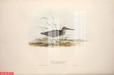 File in ấn Tranh sơn dầu phương tây tổng hợp STS75158 (bản gốc) chất lượng cao