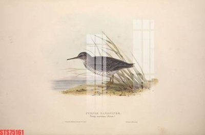 File tranh quảng cáo Tranh sơn dầu phương tây tổng hợp STS75161 (download file gốc)