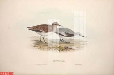 Download file gốc Tranh sơn dầu phương tây tổng hợp STS75162 (in lụa) tranh 3D