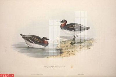 File gốc Tranh sơn dầu phương tây tổng hợp STS75163 (in lụa) hoa văn cổ điển