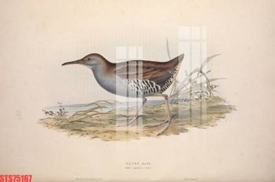 Tải file Tranh sơn dầu phương tây tổng hợp STS75167 (gốc) in ấn ngay lập tức