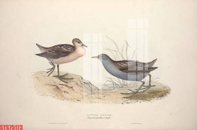 Tải file Tranh sơn dầu phương tây tổng hợp STS75173 (PSD) cho in tranh kính