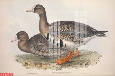 Tải file gốc Tranh sơn dầu phương tây tổng hợp STS75178 (bản PSD) chỉnh sửa được