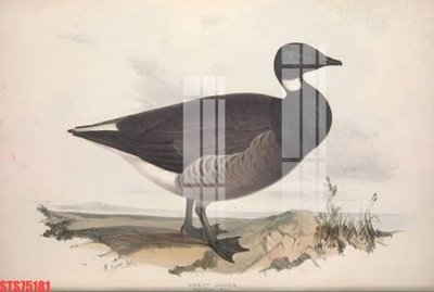 Tải file Tranh sơn dầu phương tây tổng hợp STS75181 (ảnh gốc) in gạch 3D