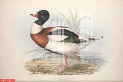 Download file gốc Tranh sơn dầu phương tây tổng hợp STS75186 (dùng cho in ấn)