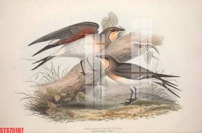 File tranh gốc PSD Tranh sơn dầu phương tây tổng hợp STS75187 còn nguyên layer