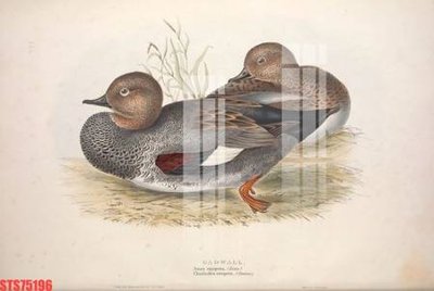 File in lụa Tranh sơn dầu phương tây tổng hợp STS75196 (hoa văn) Tranh sơn dầu phương tây tổng hợp STS75196