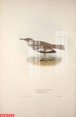 Tải file Tranh sơn dầu phương tây tổng hợp STS75204 (PSD) cho in ấn quảng cáo