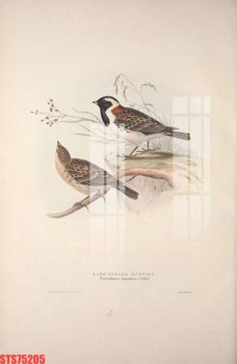 Tệp tin gốc Tranh sơn dầu phương tây tổng hợp STS75205 (chất lượng) Tranh sơn dầu phương tây tổng hợp STS75205