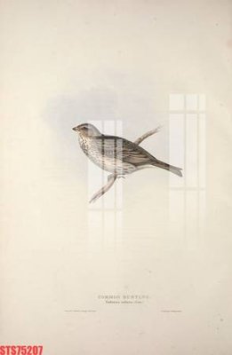 File gốc Tranh sơn dầu phương tây tổng hợp STS75207 (chuẩn màu) cho in offset