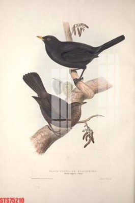 File PSD Tranh sơn dầu phương tây tổng hợp STS75210 (chất lượng in ấn)