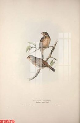 Tải file Tranh sơn dầu phương tây tổng hợp STS75215 (ảnh gốc) in tráng gương