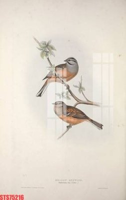 Tải file gốc Tranh sơn dầu phương tây tổng hợp STS75216 (in bạt) quảng cáo