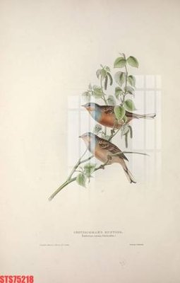 File tranh Tranh sơn dầu phương tây tổng hợp STS75218 (gốc) chủ đề thiên nhiên