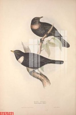 File PSD Tranh sơn dầu phương tây tổng hợp STS75221 (bản gốc) dễ dàng edit