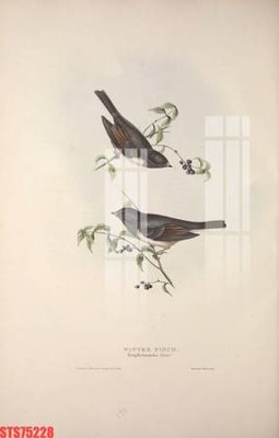 File gốc Tranh sơn dầu phương tây tổng hợp STS75228 (phong cách) cổ điển