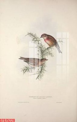 File gốc Tranh sơn dầu phương tây tổng hợp STS75229 (trang trí) phòng ngủ