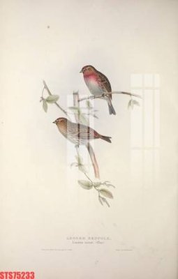 File in mica Tranh sơn dầu phương tây tổng hợp STS75233 (ảnh gốc) đẹp