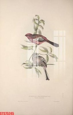 Tệp tin gốc Tranh sơn dầu phương tây tổng hợp STS75245 (dùng cho in ấn) chuyên nghiệp