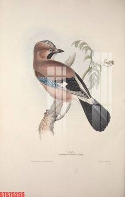 File tranh Tranh sơn dầu phương tây tổng hợp STS75255 (gốc) phong cách tối giản