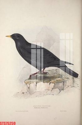 File ảnh Tranh sơn dầu phương tây tổng hợp STS75259 (gốc) in decal dán tường