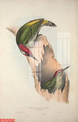 File tranh gốc Tranh sơn dầu phương tây tổng hợp STS75262 (sắc nét từng chi tiết)