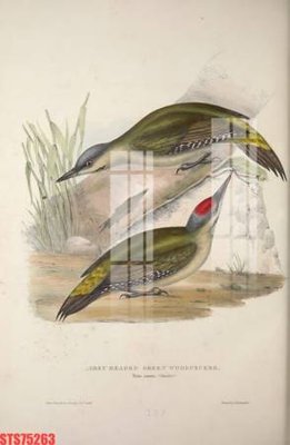 Tải về file tranh gốc Tranh sơn dầu phương tây tổng hợp STS75263 (để in quảng cáo)