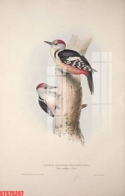 File ảnh gốc Tranh sơn dầu phương tây tổng hợp STS75267 không vỡ nét