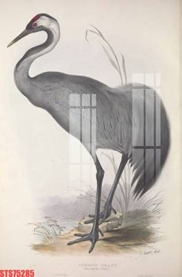 File tranh Tranh sơn dầu phương tây tổng hợp STS75285 (ảnh gốc) độ nét vượt trội