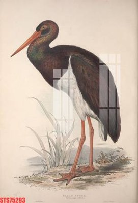 File in ấn Tranh sơn dầu phương tây tổng hợp STS75293 (bản gốc) từ file gốc