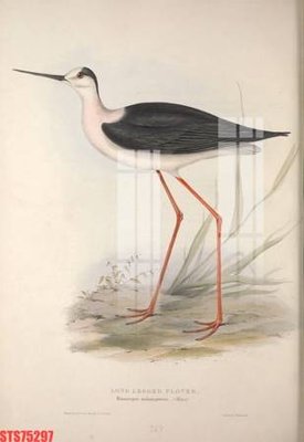 Tải file Tranh sơn dầu phương tây tổng hợp STS75297 (gốc) làm file thiết kế