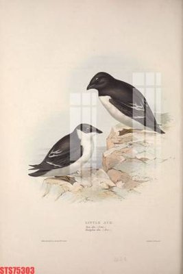 File ảnh Tranh sơn dầu phương tây tổng hợp STS75303 (gốc) in backdrop sự kiện