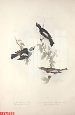 File gốc Tranh sơn dầu phương tây tổng hợp STS75309 (trang trí) phòng trẻ em