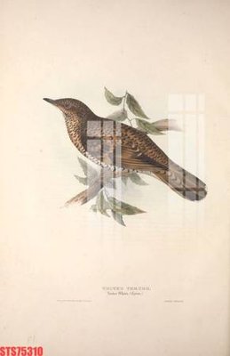 Tải file Tranh sơn dầu phương tây tổng hợp STS75310 (ảnh gốc) file TIFF