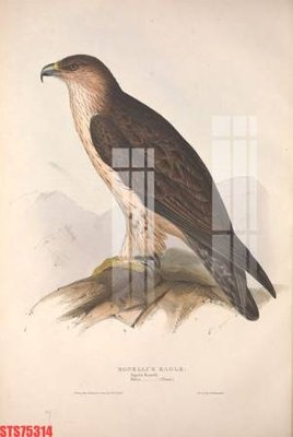 File tranh ảnh gốc Tranh sơn dầu phương tây tổng hợp STS75314 dùng cho in khổ lớn