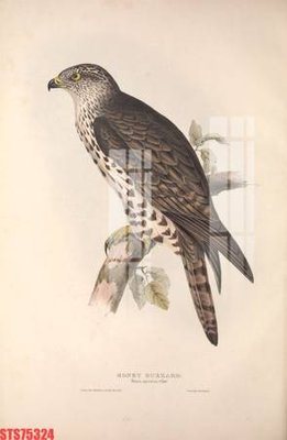 Tải file Tranh sơn dầu phương tây tổng hợp STS75324 (ảnh gốc) file AI/EPS