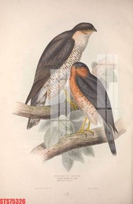 Tải file Tranh sơn dầu phương tây tổng hợp STS75326 (gốc) in ấn ngay lập tức